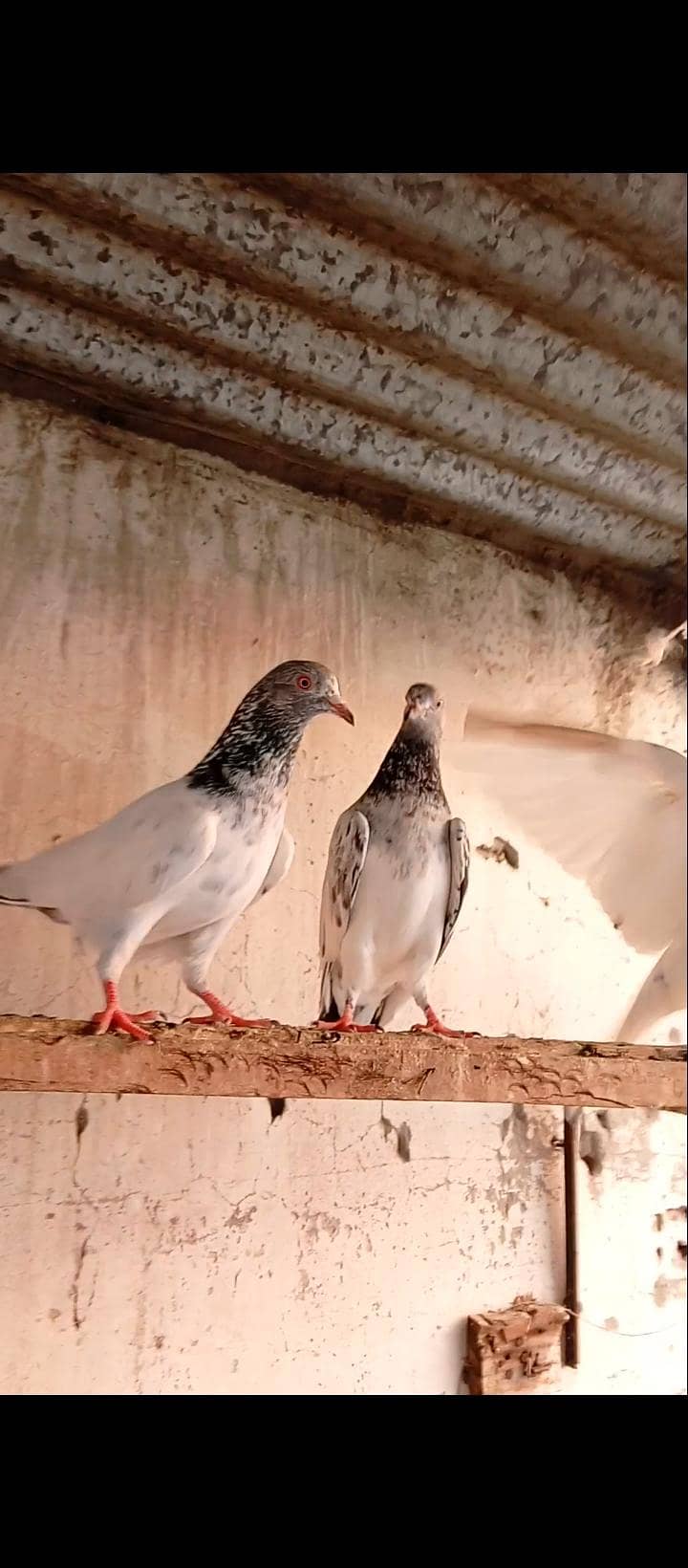pigeon 2
