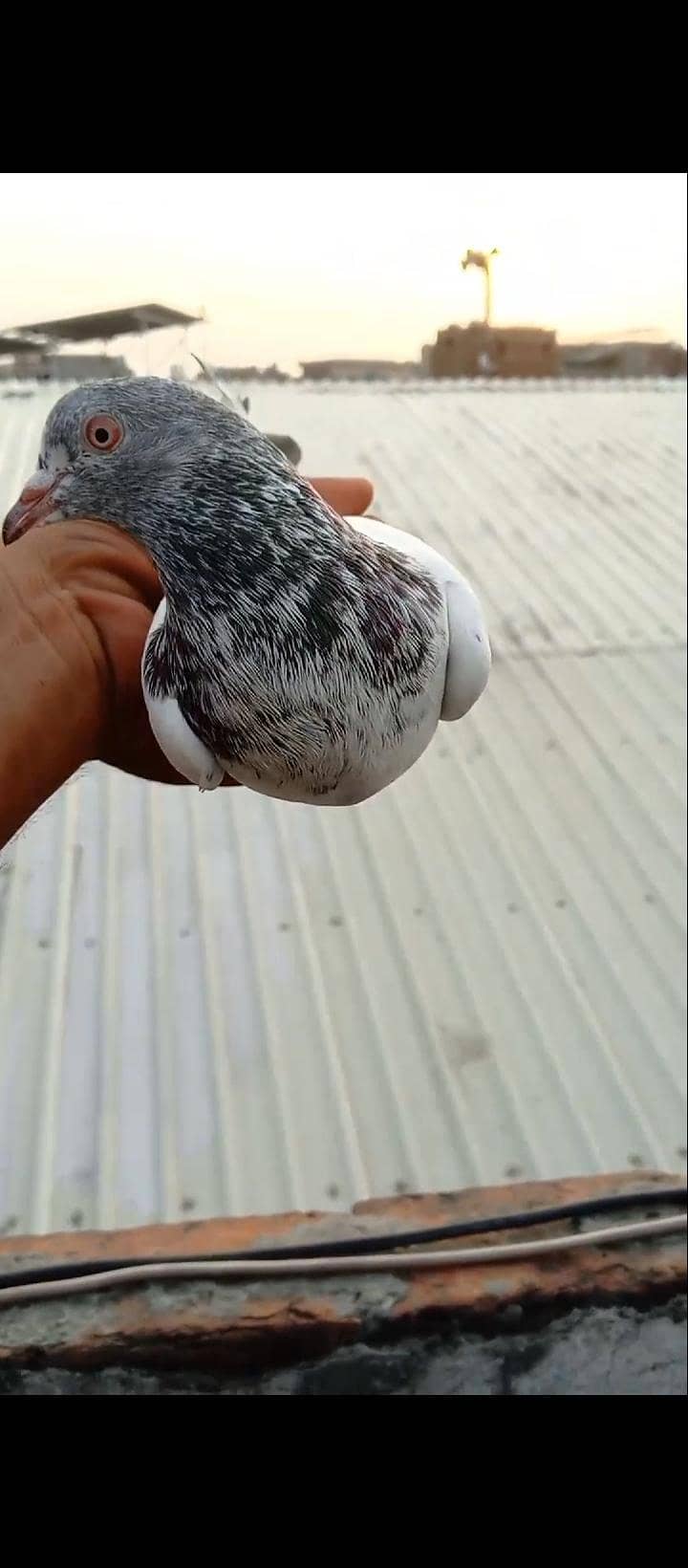 pigeon 3