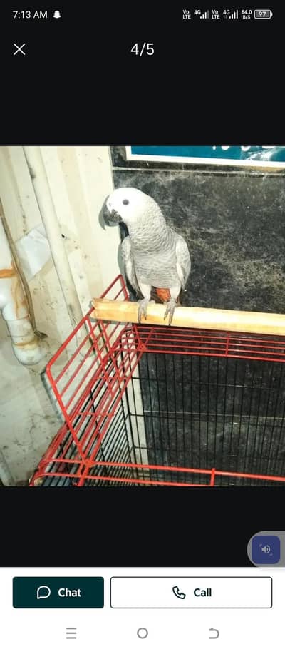 African Grey Parrot checks for sale0344%5146%577