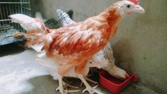 Vaccinated and Healthy Chicks 2 pairs available
