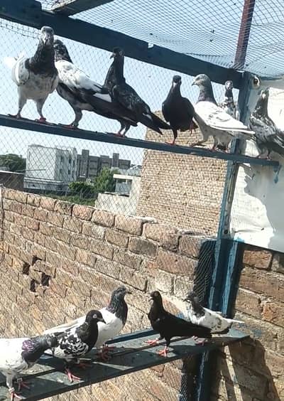 top quality 30 pic deal sab AK sat Dana ha