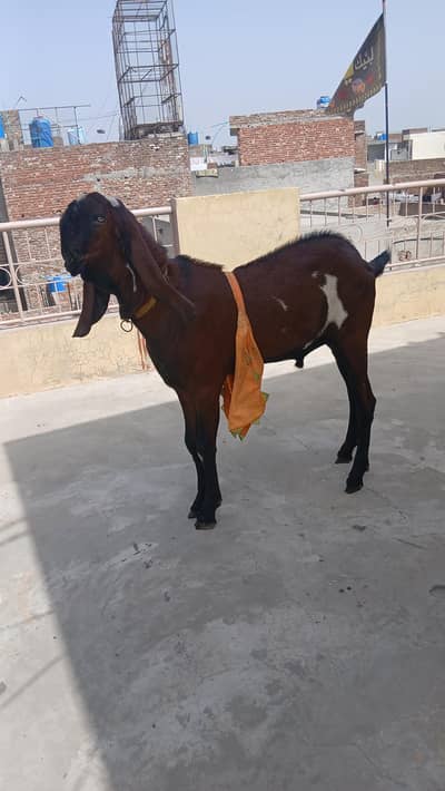 Breeder Sahiwal for Crossing.