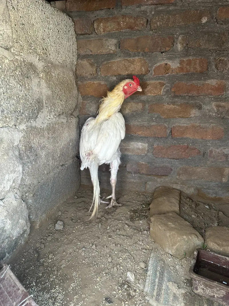 white aseel — photo 2