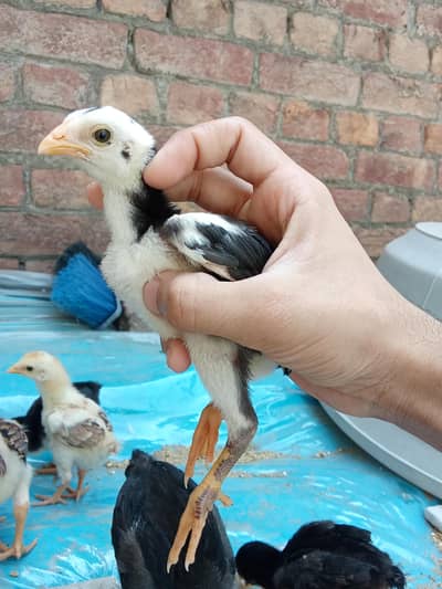 whatsap 03324737628 Pakistani mianwali cross chicks