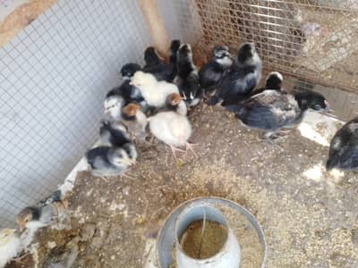 astralop, white Polish, & Golden Sebright Chicks