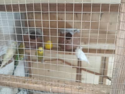bujri perrot