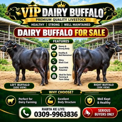 Dairy Buffalo for Sale , Dairy Farming Buffalo, Black Buffalo For Sale