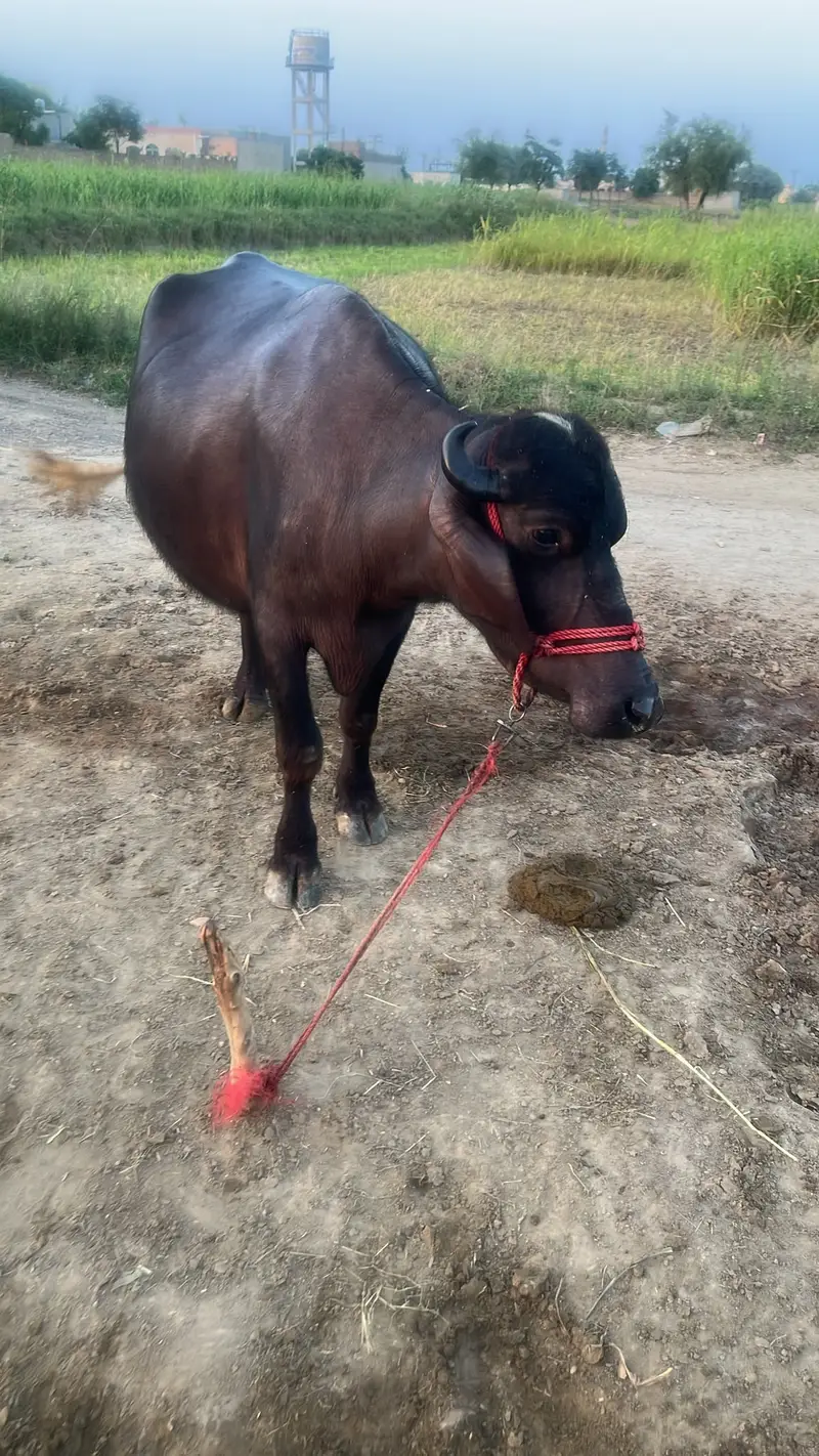 Dairy Buffalo for Sale , Dairy Farming Buffalo, Black Buffalo For Sale — photo 2