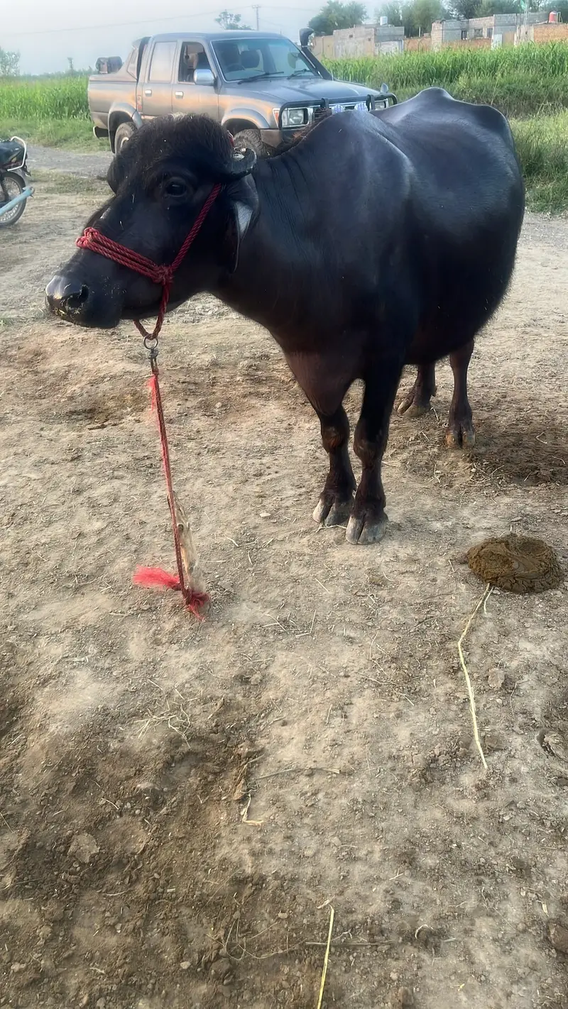 Dairy Buffalo for Sale , Dairy Farming Buffalo, Black Buffalo For Sale — photo 3