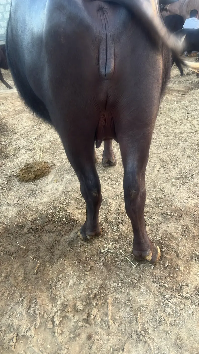Dairy Buffalo for Sale , Dairy Farming Buffalo, Black Buffalo For Sale — photo 5