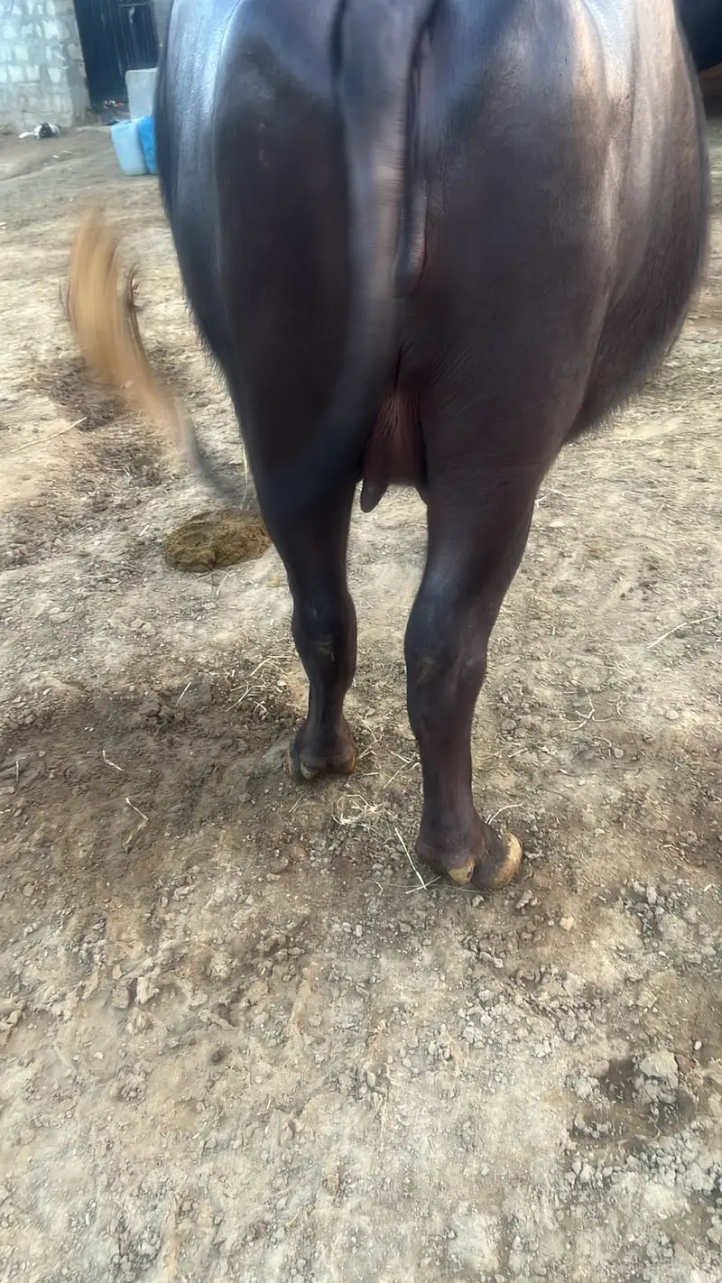 Dairy Buffalo for Sale , Dairy Farming Buffalo, Black Buffalo For Sale — photo 6