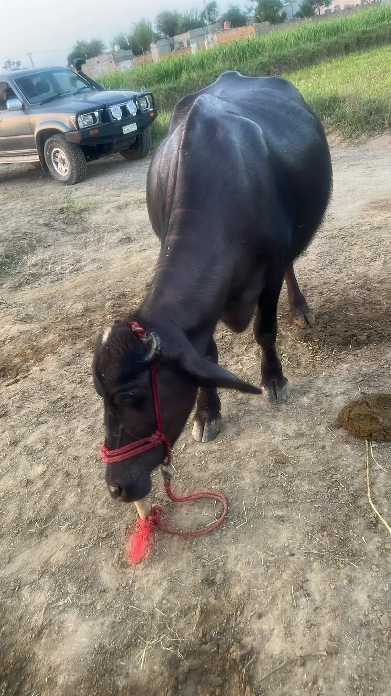 Dairy Buffalo for Sale , Dairy Farming Buffalo, Black Buffalo For Sale — photo 10