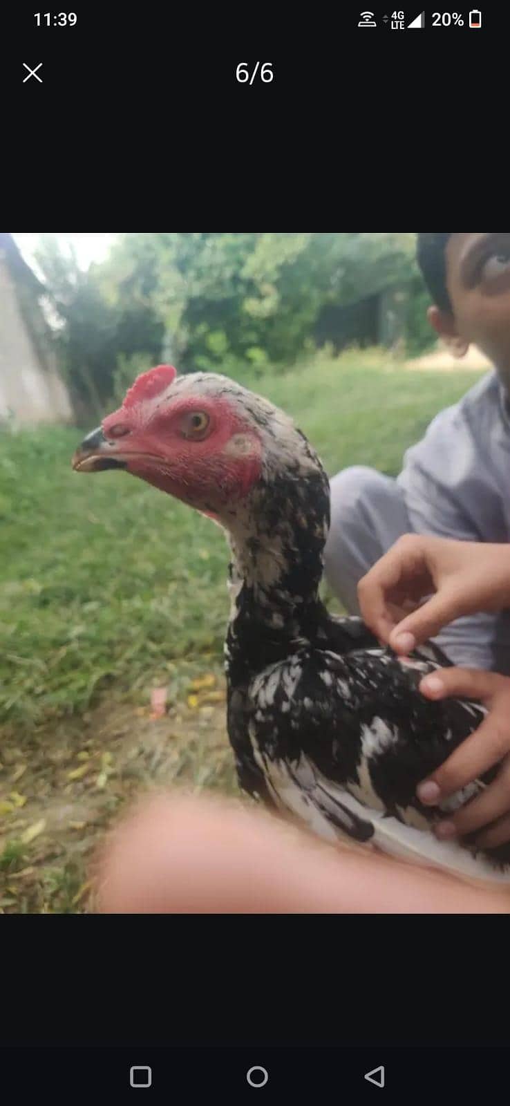 assel patha ha 0