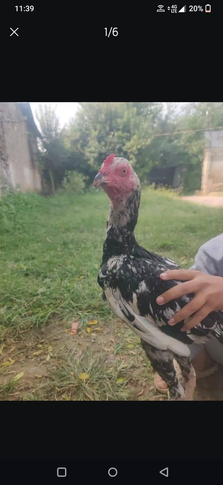 assel patha ha 1