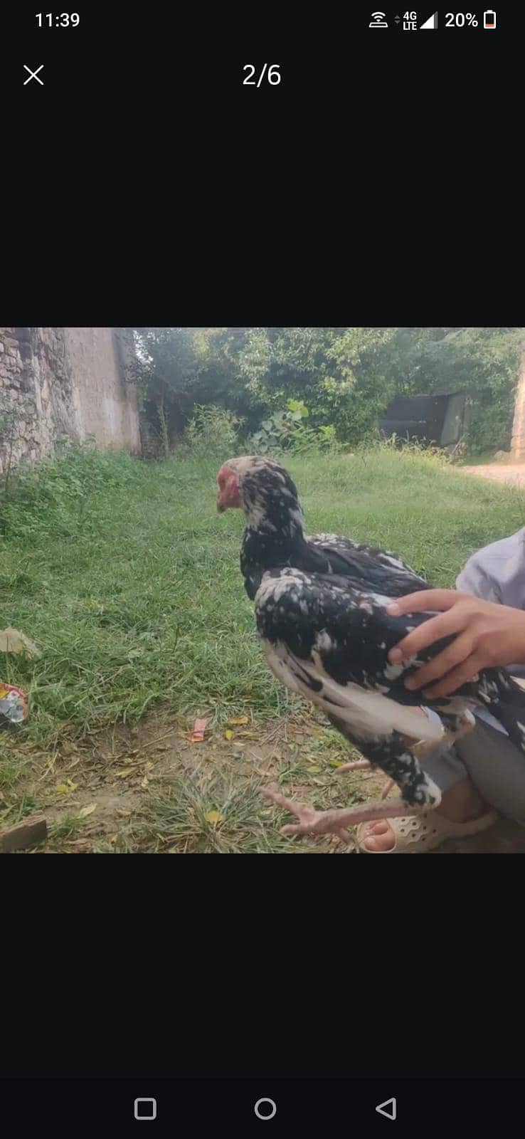 assel patha ha 3
