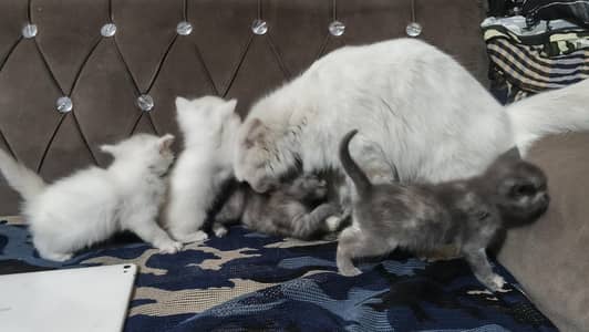 Persian cat