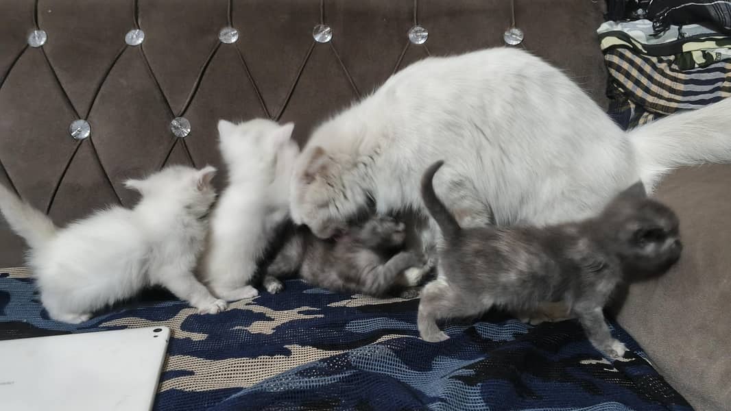 Persian cat 0