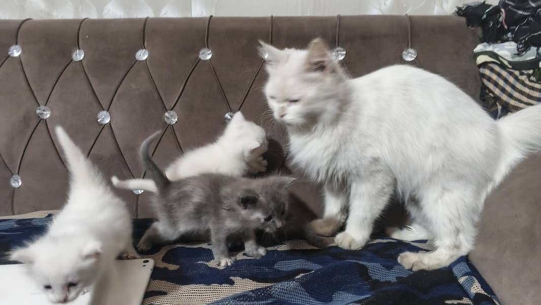Persian cat 1