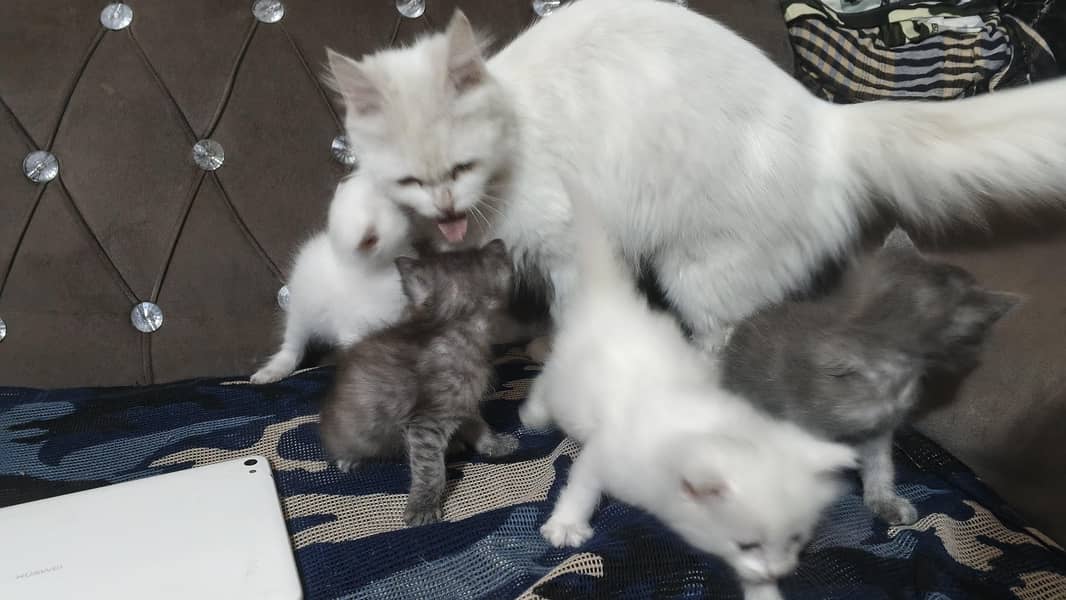 Persian cat 2