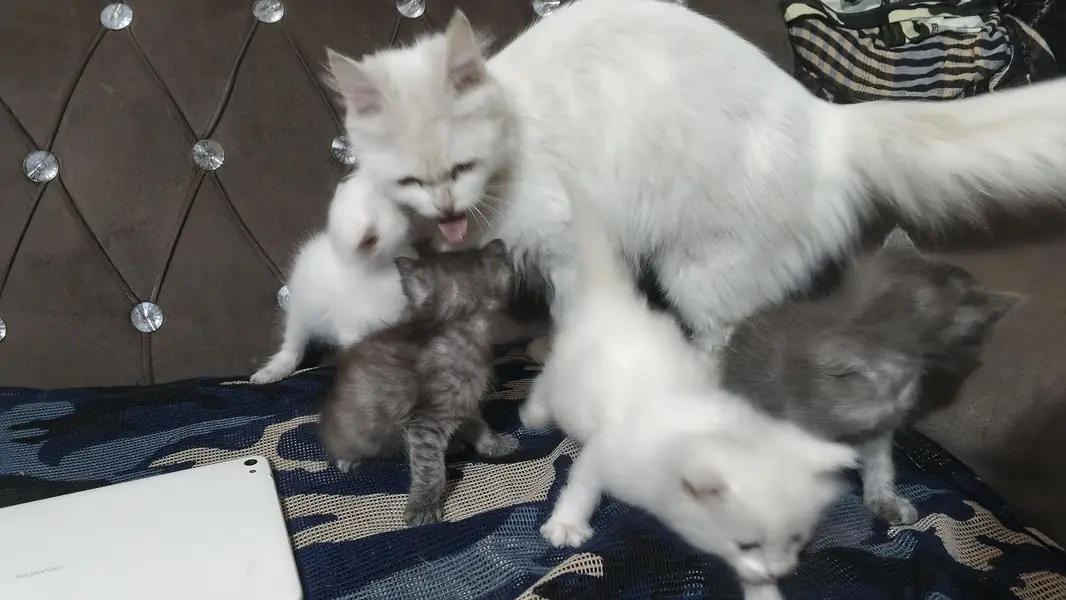 Persian cat — photo 3