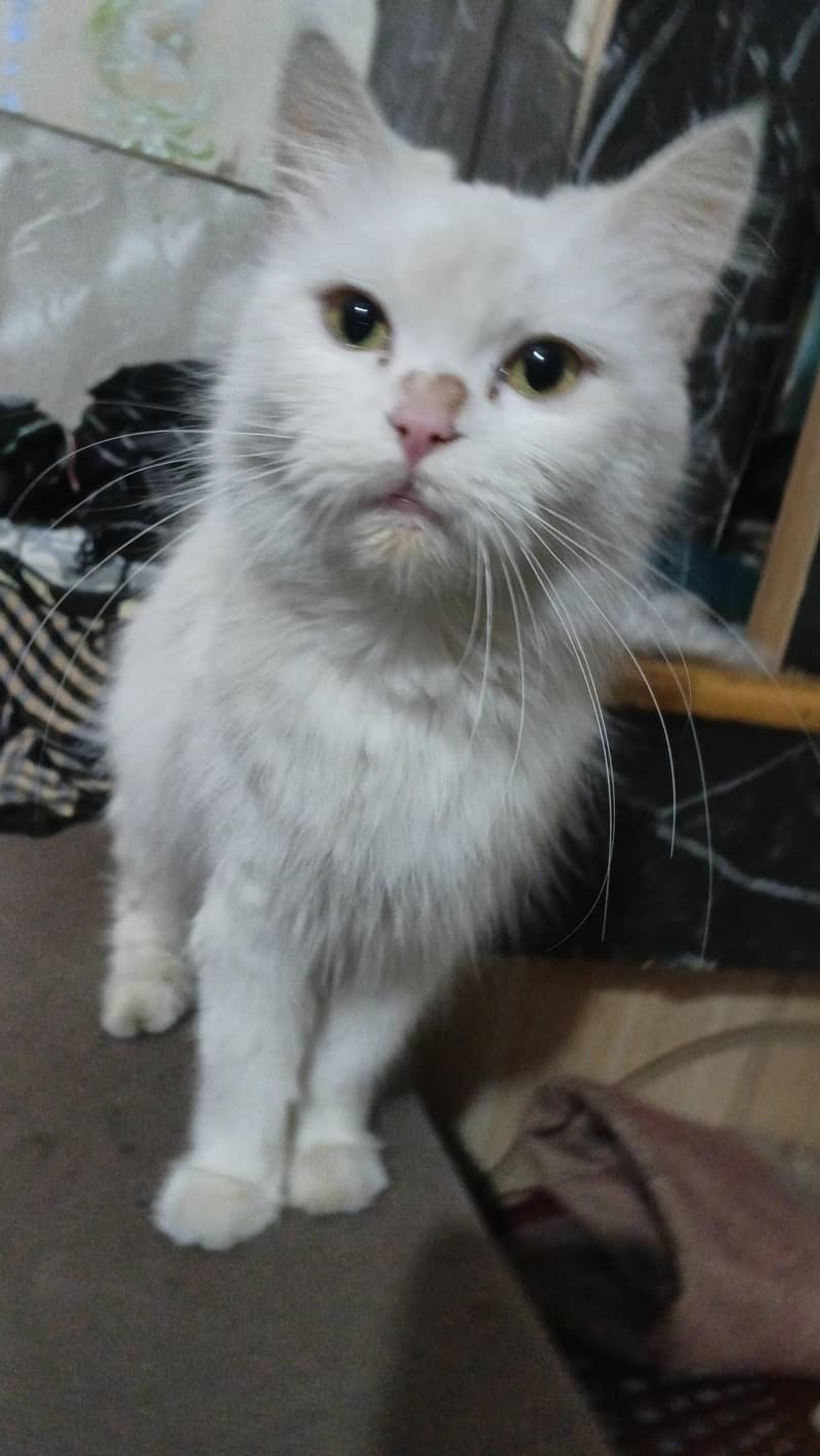 Persian cat 3