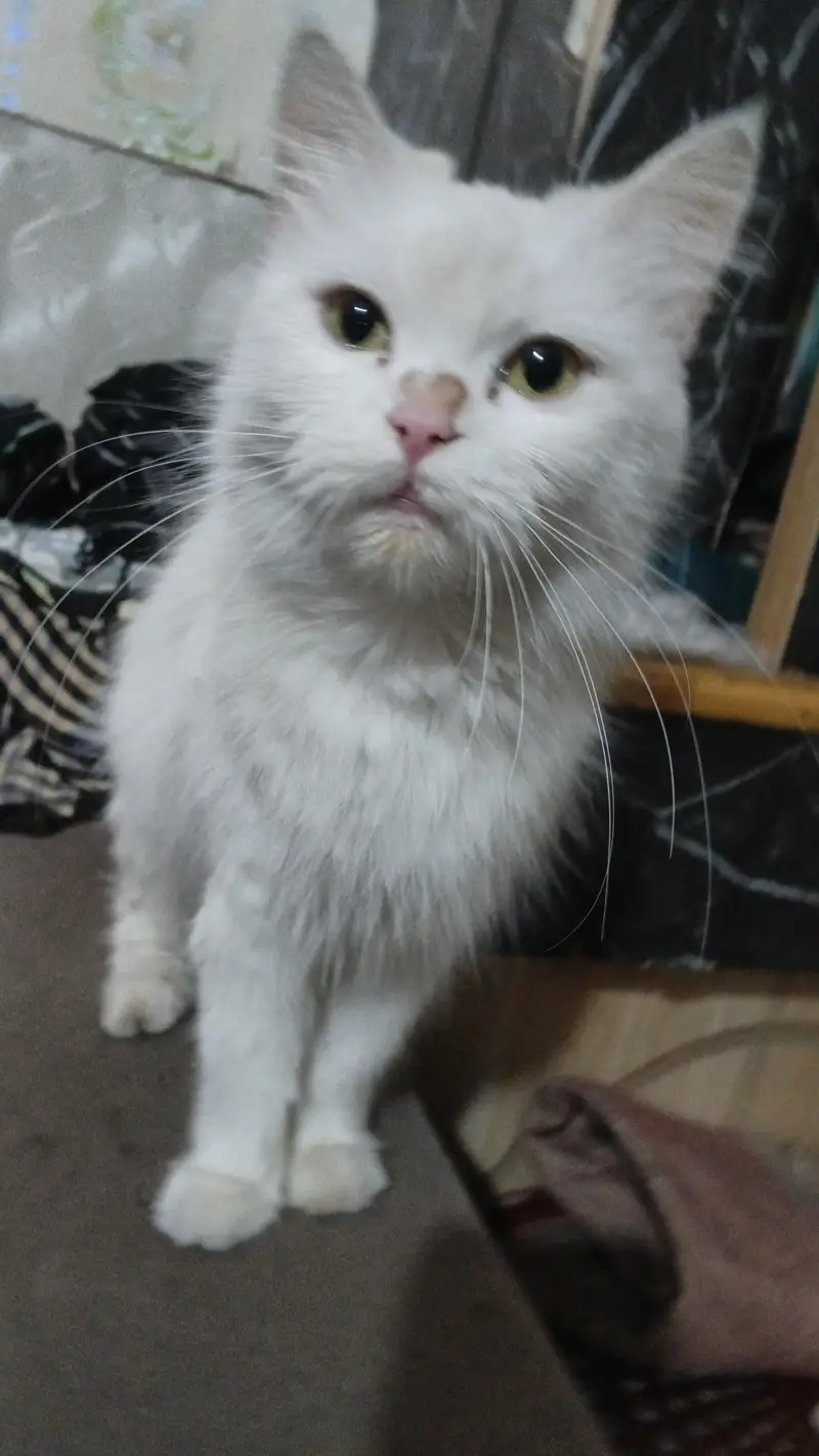 Persian cat — photo 4