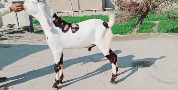 Bakra for sale call_03230718297