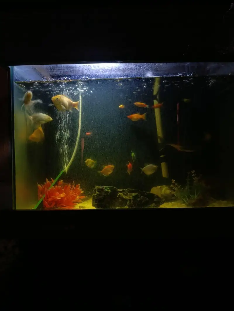 Fish Aquarium full with all equipment's and fishes — photo 2