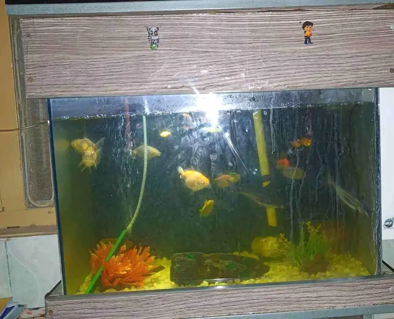 Fish Aquarium full with all equipment's and fishes — photo 3