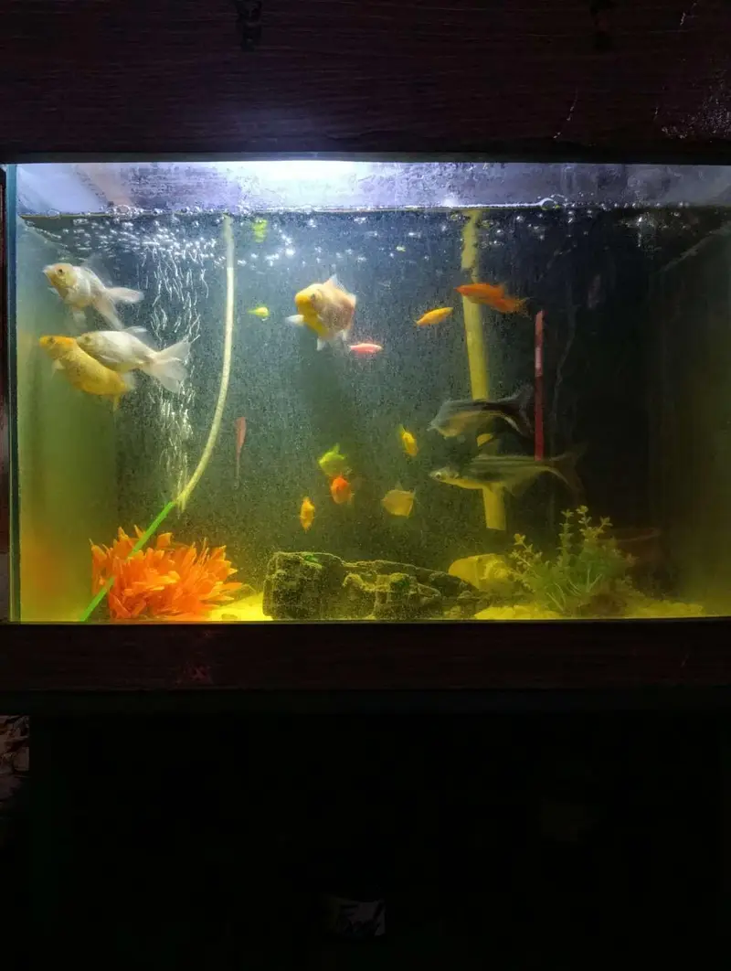 Fish Aquarium full with all equipment's and fishes — photo 4