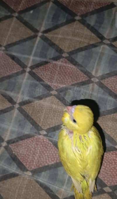 Beautiful Budgie's Chicks For Tame