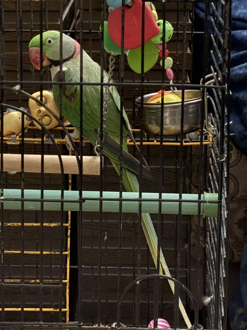 Talking parrot 0