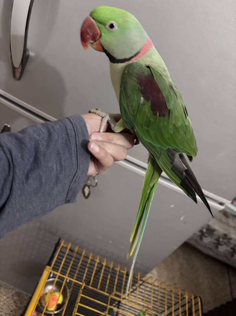 Talking parrot 1