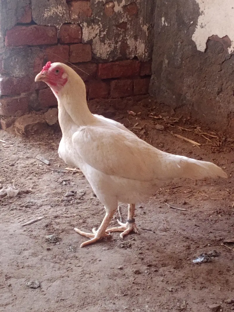 home breed — photo 2