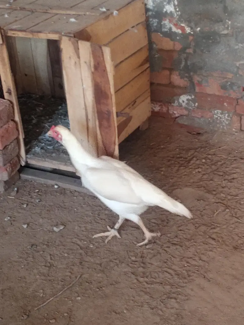 home breed — photo 4