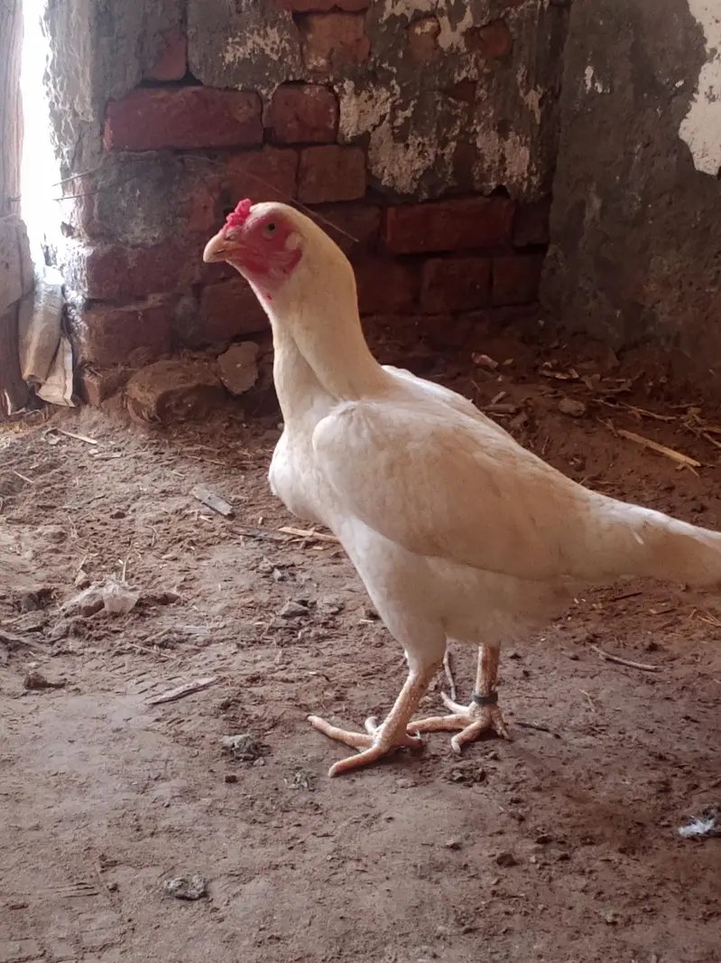 home breed — photo 5