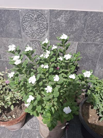 Outdoor plants.