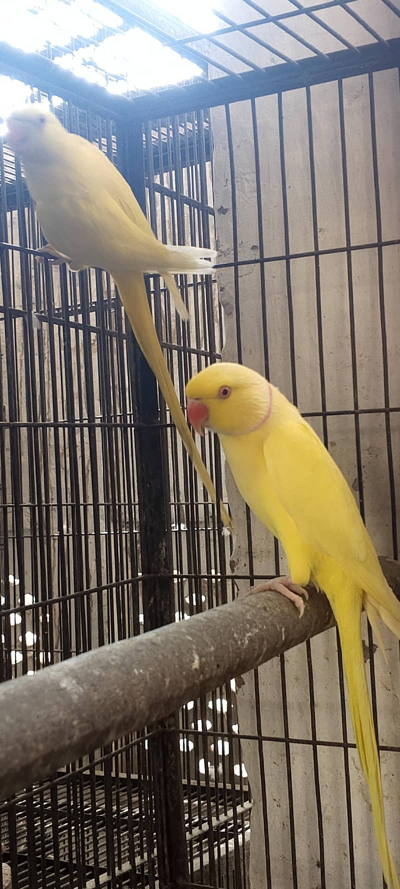 yellow Ringnck 0