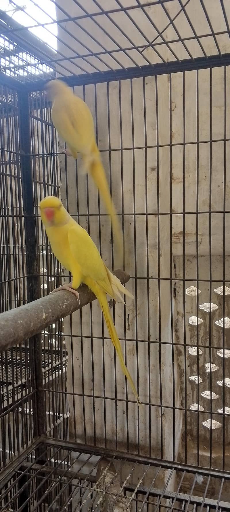 yellow Ringnck 1
