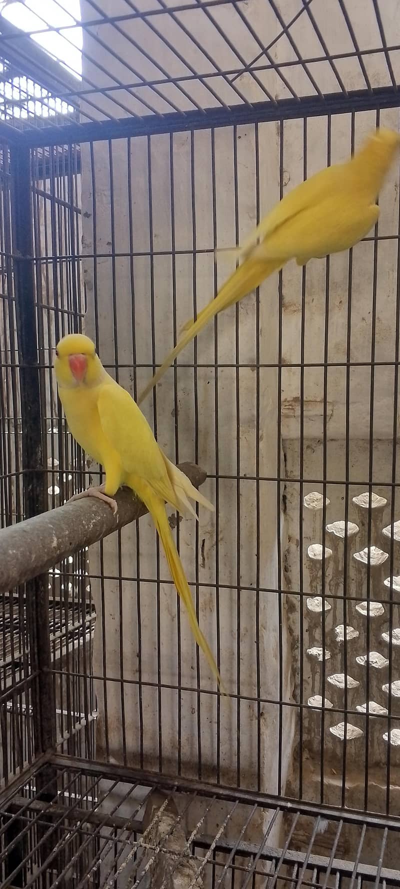 yellow Ringnck 2