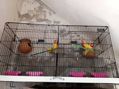 adult love birds