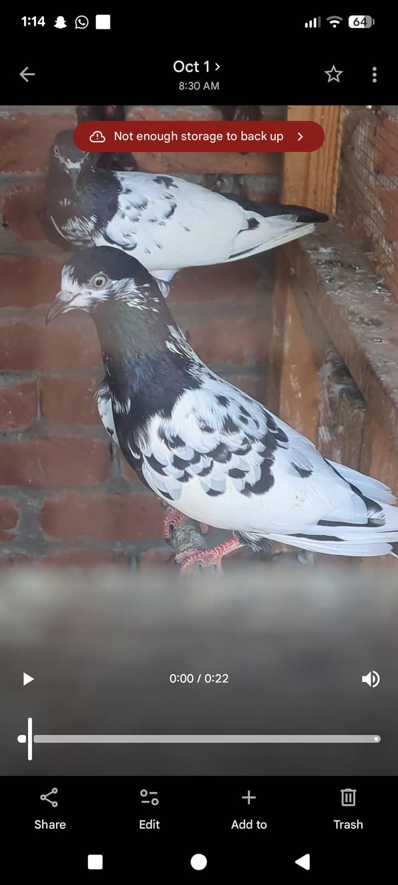 Rampuri pair 0