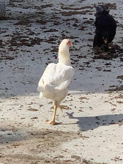 Heera female