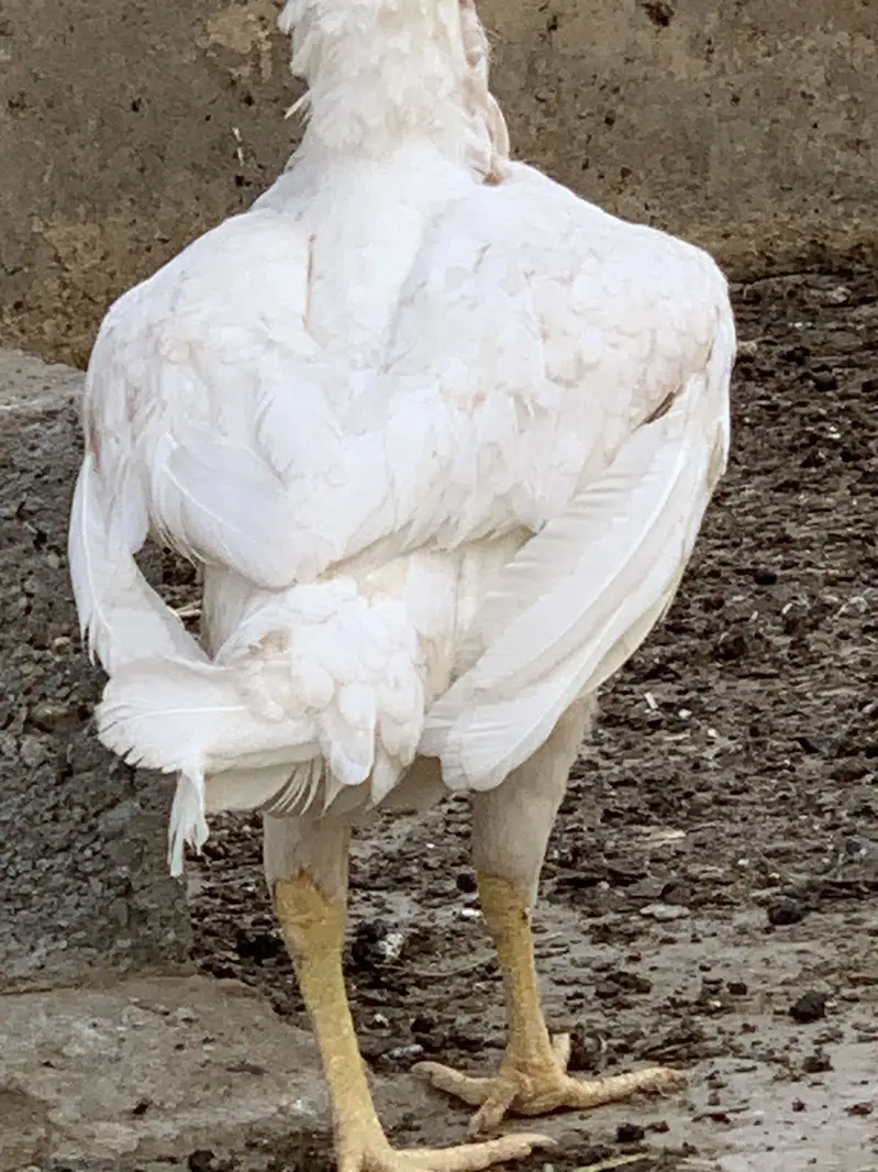 Heera female — photo 2