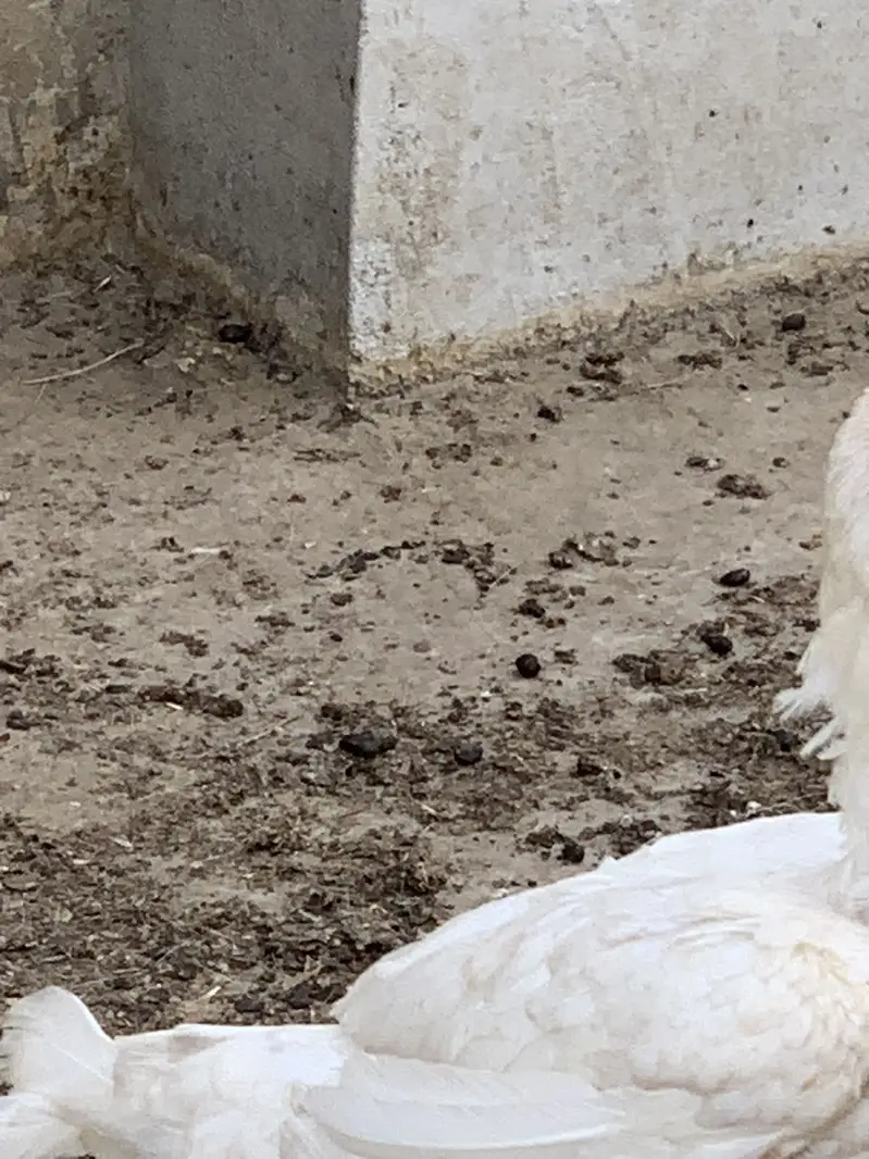 Heera female — photo 3