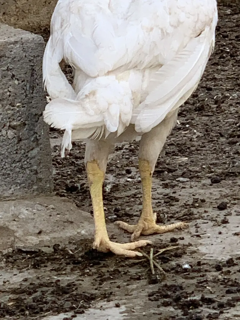 Heera female — photo 4