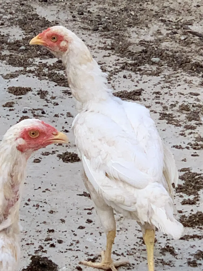 Heera female — photo 5