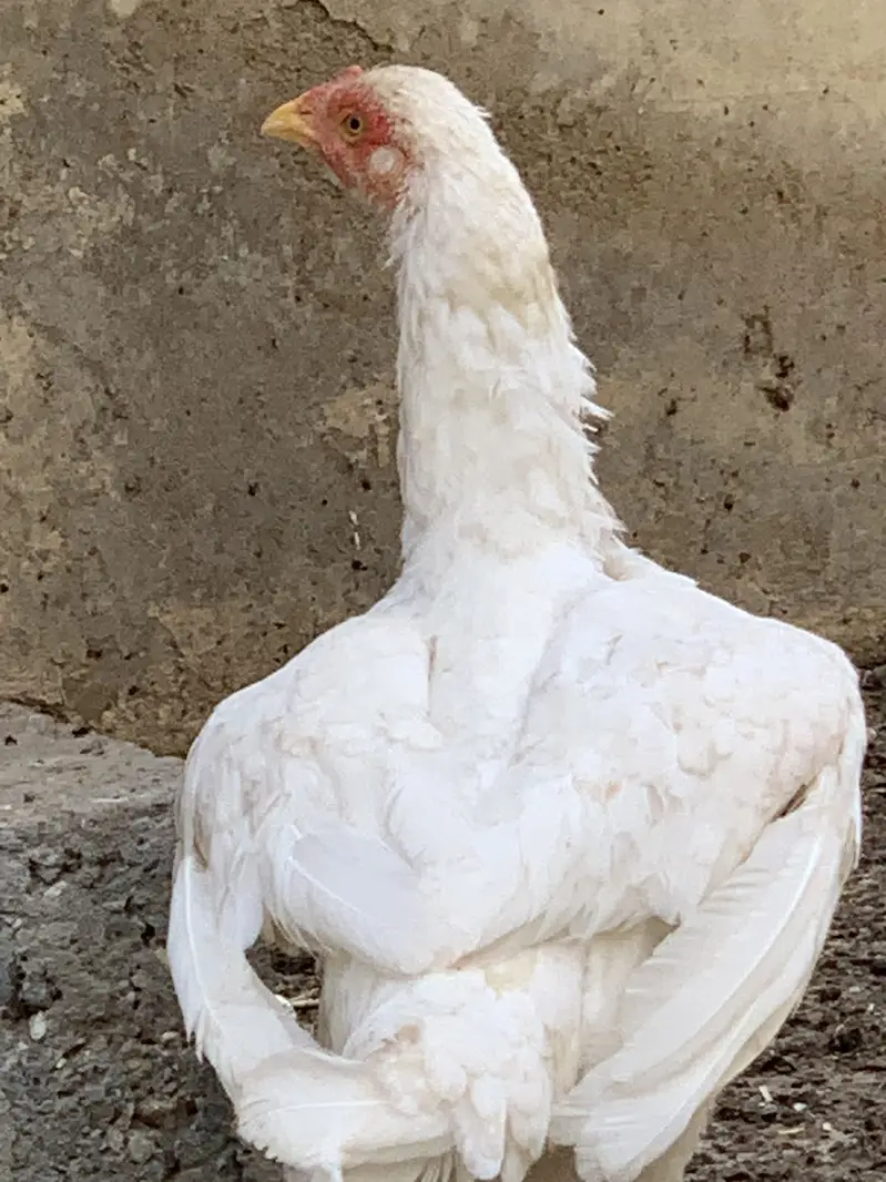 Heera female — photo 6
