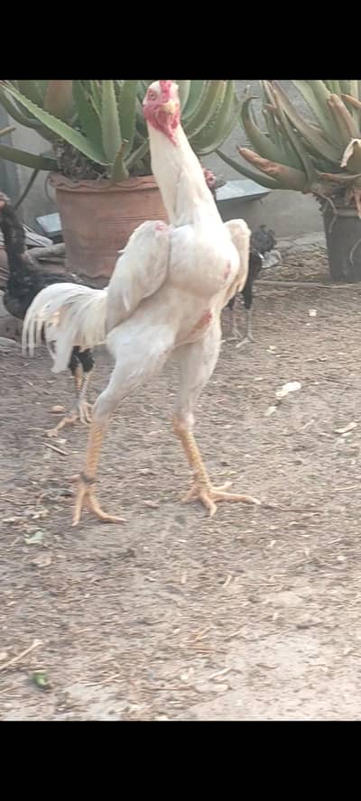 wight shamo aseel chicks