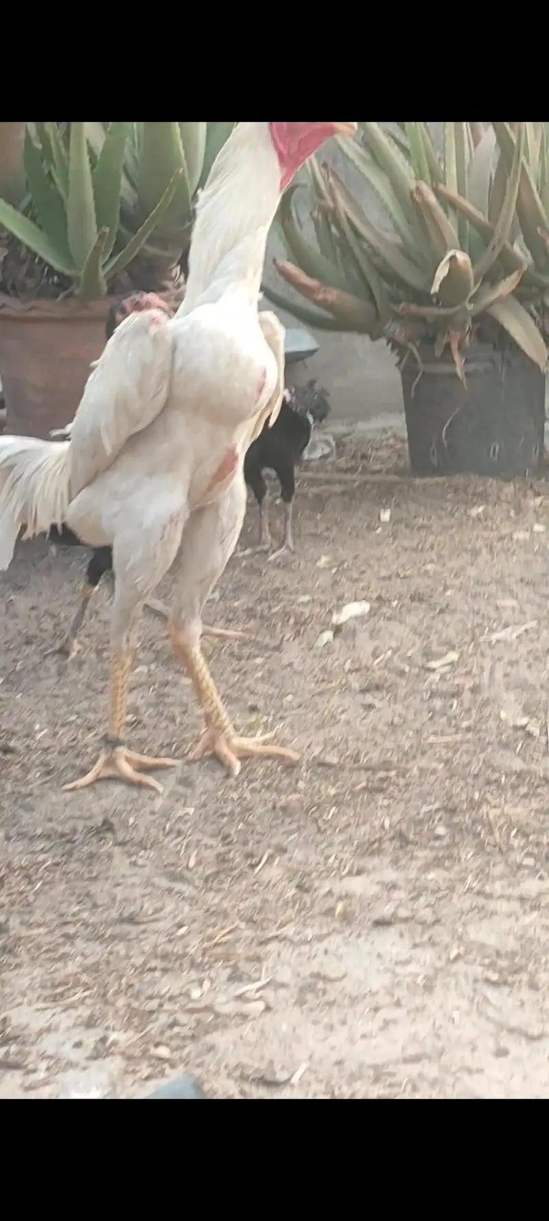 wight shamo aseel chicks — photo 2